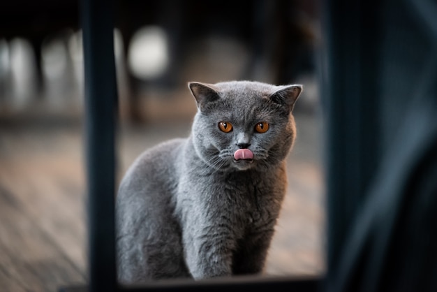 Photo black cat with yellow eyes in the morning