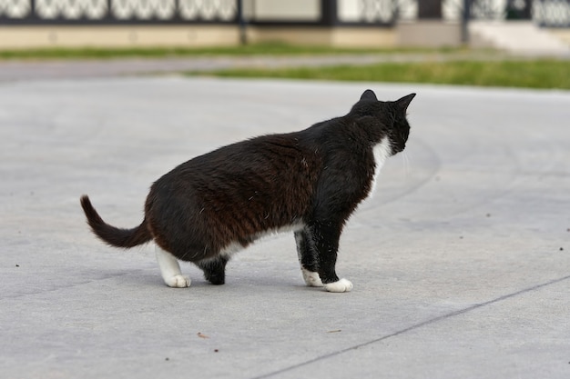 後足のない黒猫が通りを歩いています。ふわふわの黒猫が無効になっているポートレート