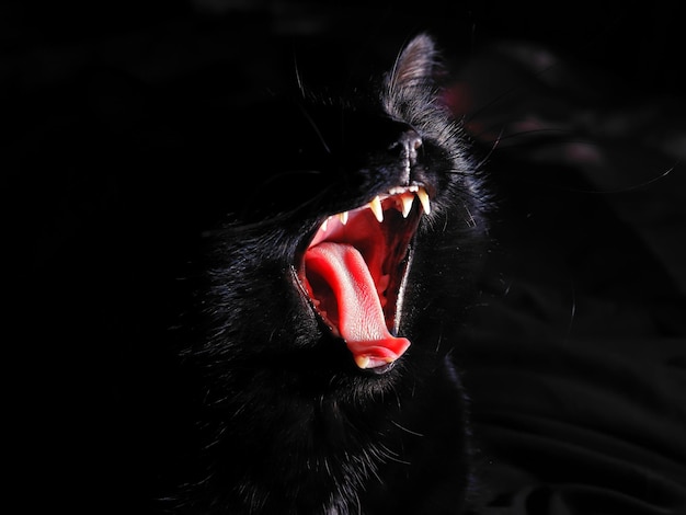 Black cat yawns wide open mouth