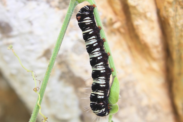 Photo black caterpillar