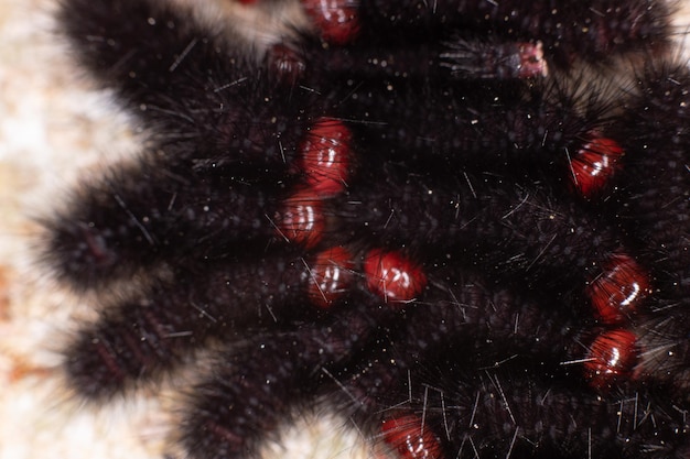 Photo black caterpillars of the genus ammalo