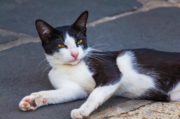 黒い猫はコンクリートで楽しく可愛い地域です。