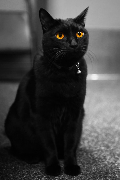 Premium Photo | Black cats