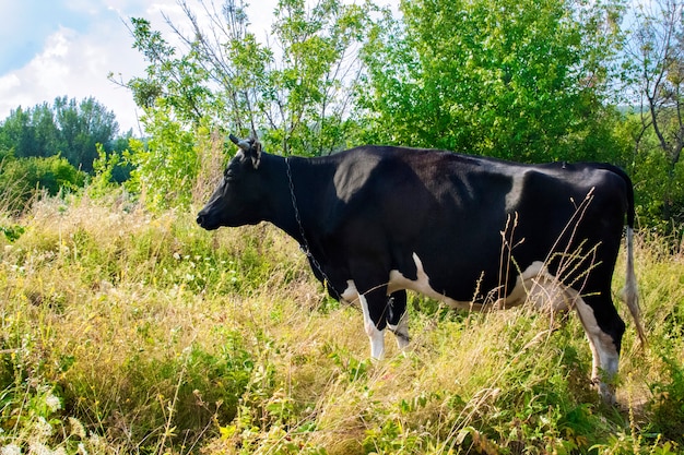 Black caw grazen op een weide op groene bomen