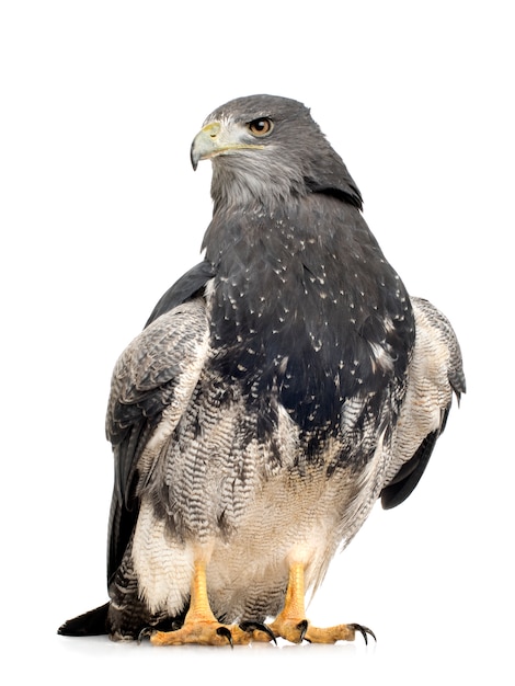 Photo black-chested buzzard-eagle- geranoaetus melanoleucus in front on a white isolated