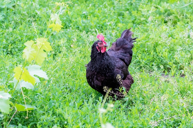 Black chicken in a garden of a farm