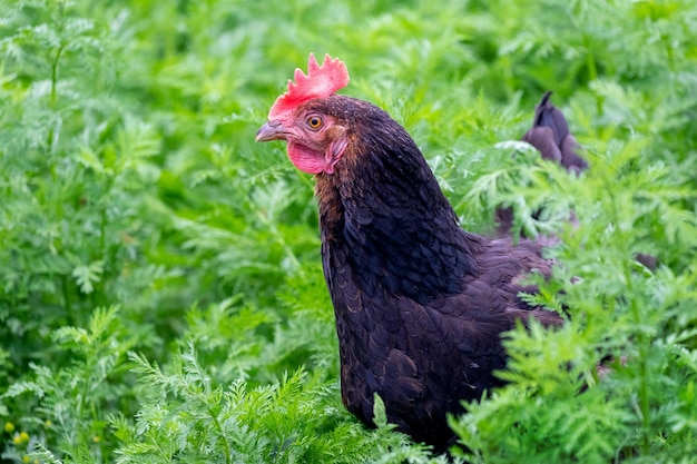 Photo black chicken in the garden on the green grass in profile