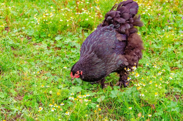 Black chicken in the grass in summer