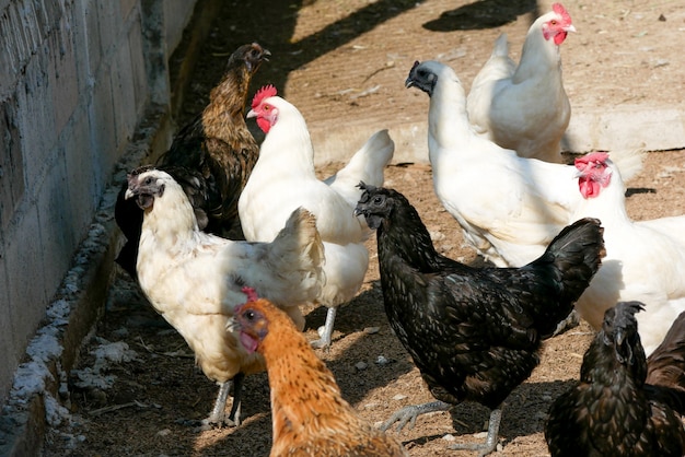 Black chicken hen that has feathers all along its talons