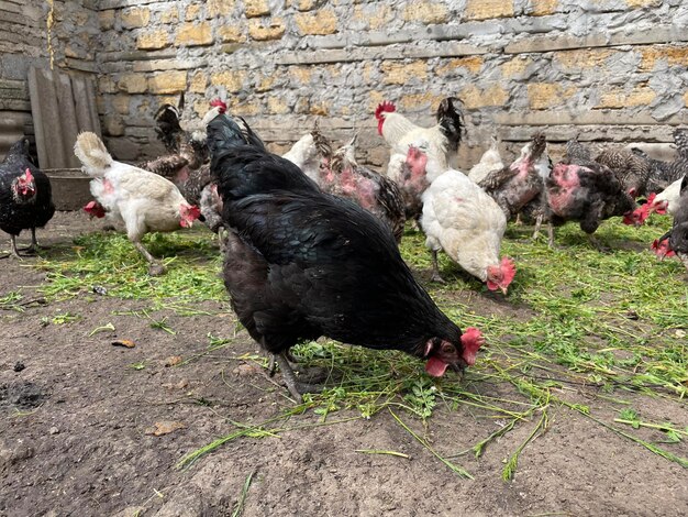 A black chicken is eating grass with other chickens.