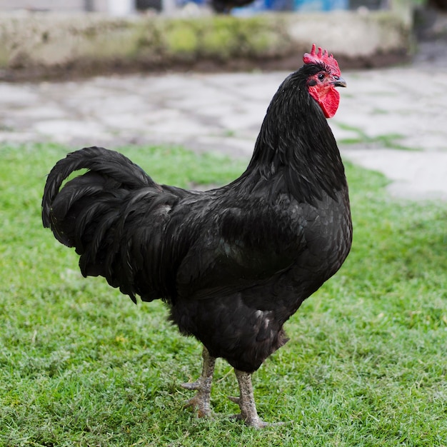 Black chicken standing on the grass