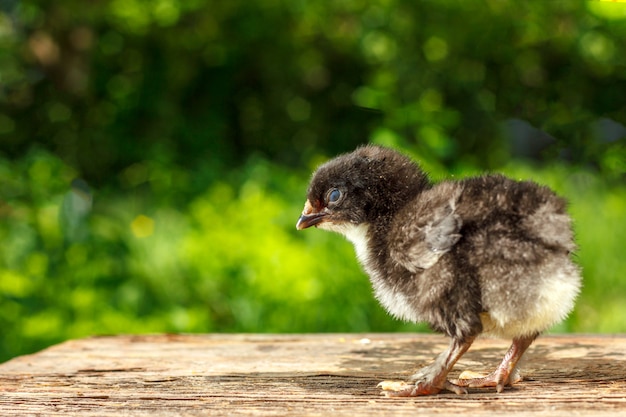 black chicken stands on a wooden table with natural background