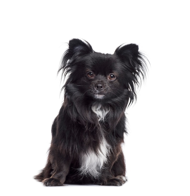 Black Chihuahua dog sitting, cut-out