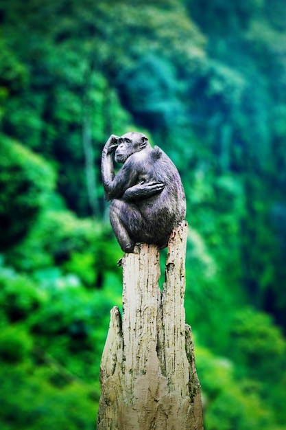 Black chimpanzee is looking at surround forest