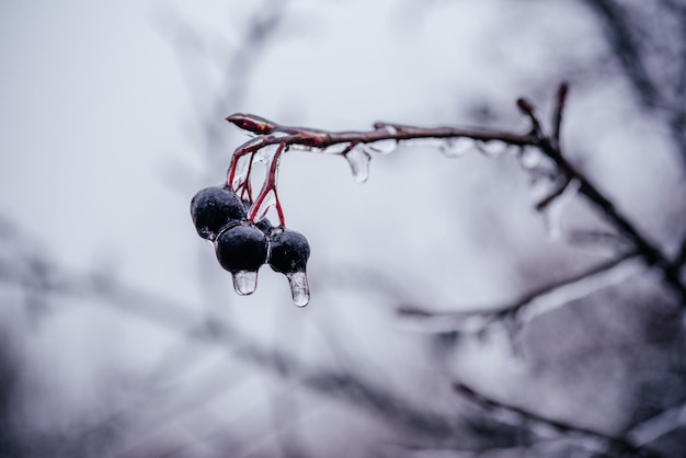 着氷性の雨の後、澄んだ氷で覆われた黒いチョークベリー