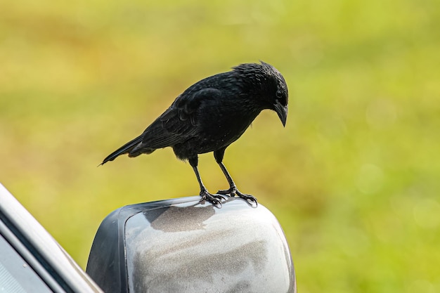 Black Chopi Blackbird