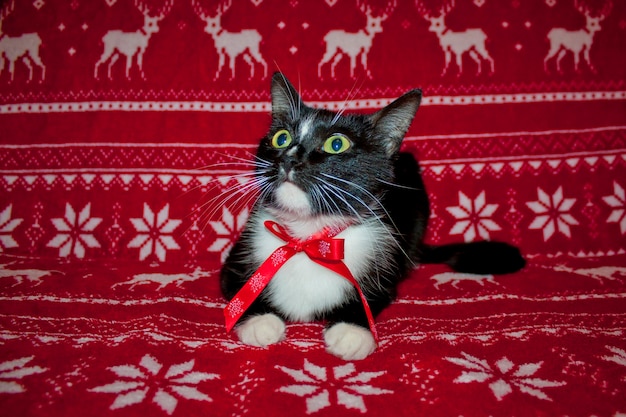 Photo black christmas cat with red bow