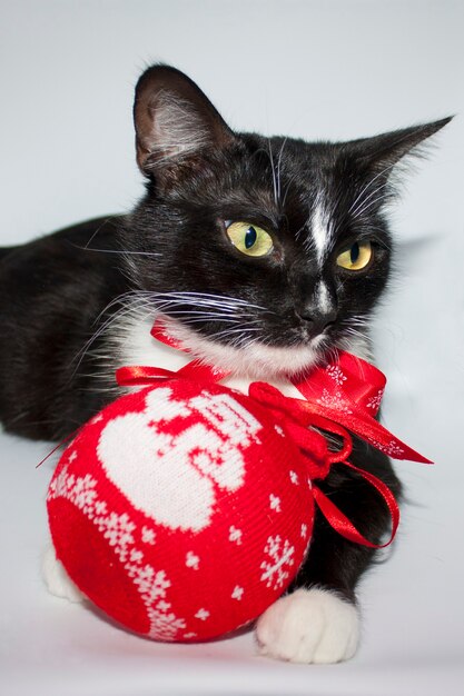 black Christmas cat with red bow