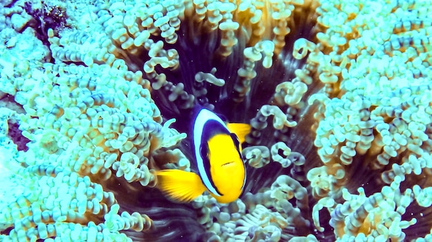 Black clownfish over an anemone in Maldives.