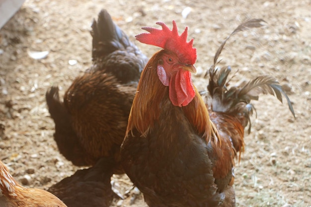 Black cock and hens in farm yard Natural agriculture