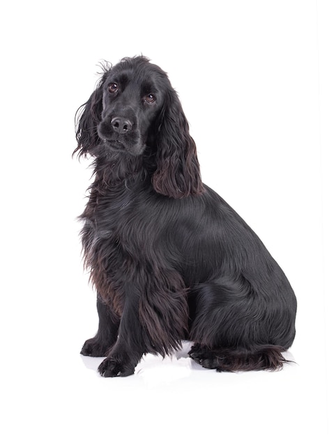 Black cocker spaniel sitting in studio with white background