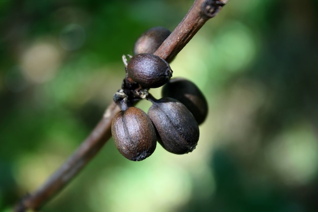 Black coffee beans