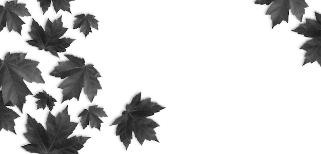 Black color autumn maple leaves isolated white background
