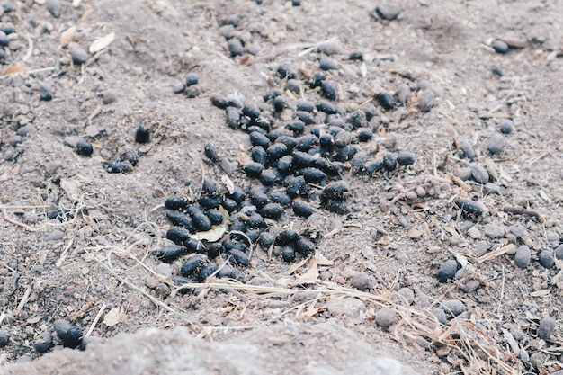 Black color goat excrement on ground
