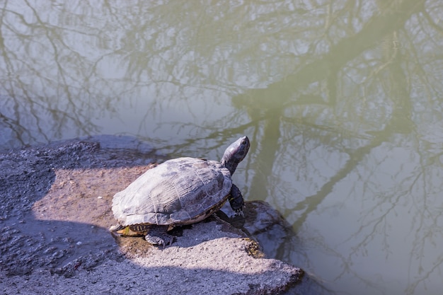 Photo black color turtle sunbathing on stone near the pond inside botanical garden.