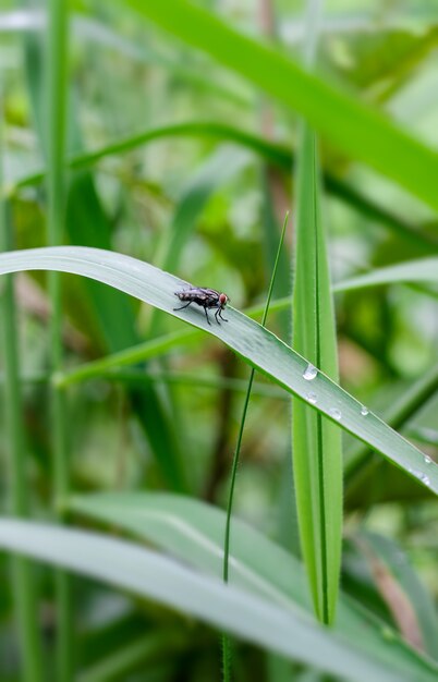 Una mosca comune nera della bottiglia che si siede su una foglia verde selvaggia nella giungla