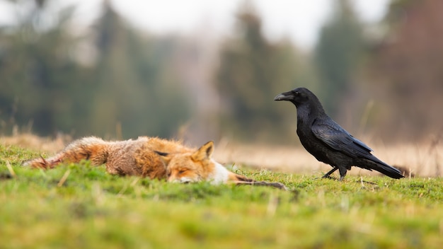 写真 死んだ赤狐に近づく黒いワタリガラス。