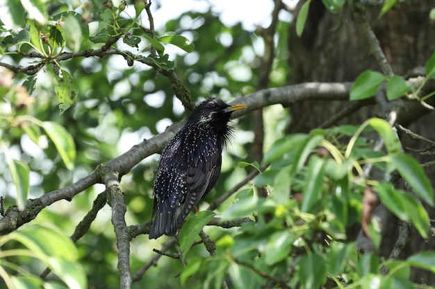 Photo black common starling in the tree branches outdoor