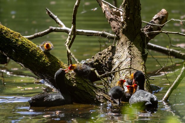 Black coot chicks asking for food from their mother high quality photo