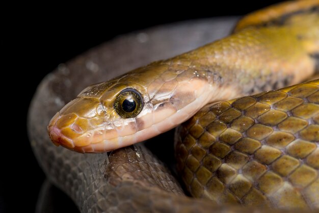 Black copper rat snake on black background