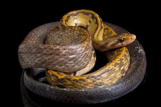 Black copper rat snake on black background