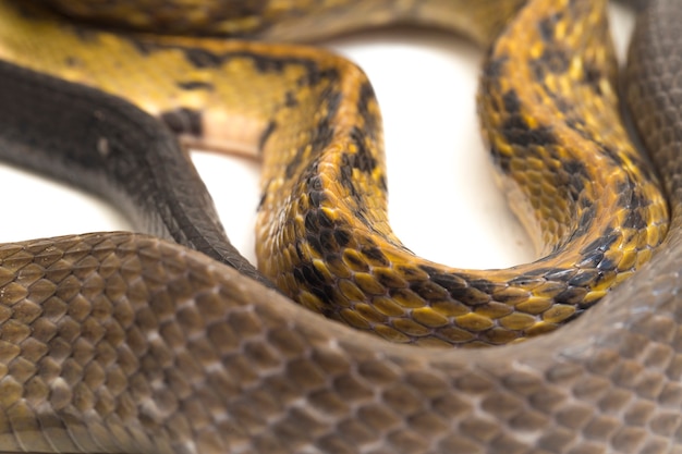 Foto serpente di ratto rame nero su sfondo bianco