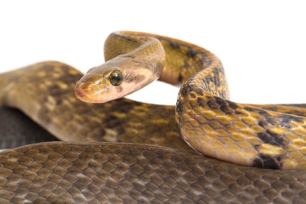 Black copper rat snake on white background