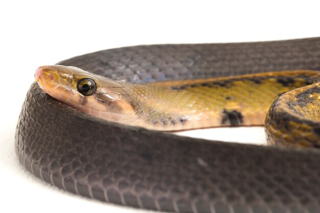 Black copper rat snake on white background