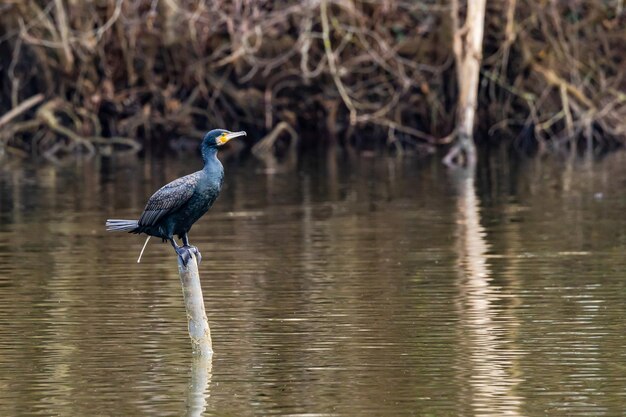A black cormorant bird sitting strikingly defecating on a wooden stake in a lake in winter germany