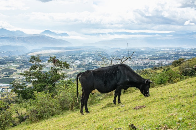 black cow grazing in the andes with a valley in the background
