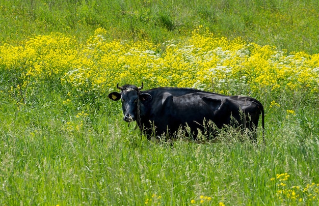 Black cow in the green and yellow field