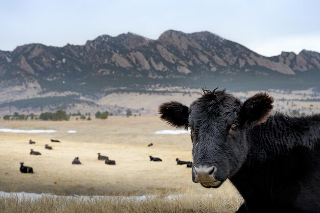 A black cow sits in front of the flatirons in boulder colorado