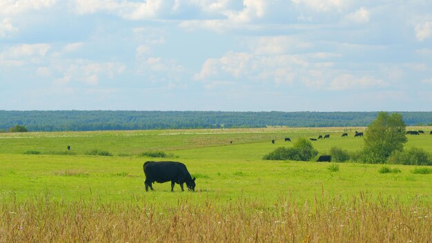 Photo black cow walking and eating grass on green meadow cow grazing on pasture in summer day