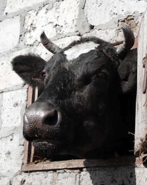 Photo a black cow with a big nose is looking out of a brick wall.