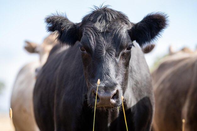 A black cow with a long blade of grass in its mouth