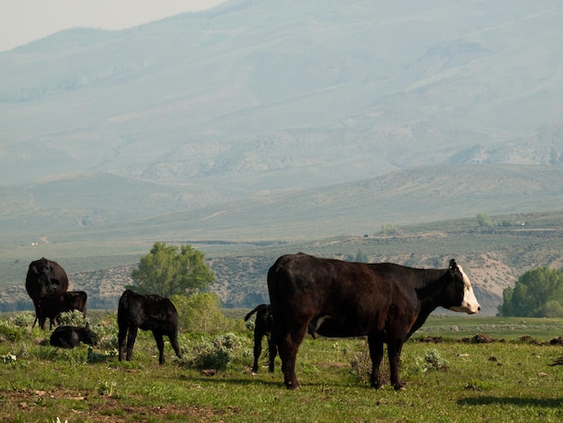 Black cows grazing in green pasture.