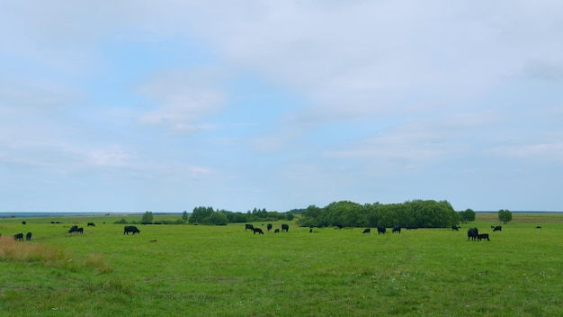 Black cows stand grazing on meadow field herd of black angus on a pasture cows grazing pasture