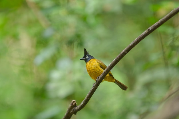 Bulbul nero-crestato, bellissimo uccello in thailandia