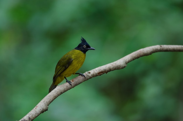 자연에 검은 볏 Bulbul 조류 지점에 그친