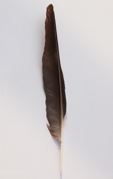 Black Crow bird feather